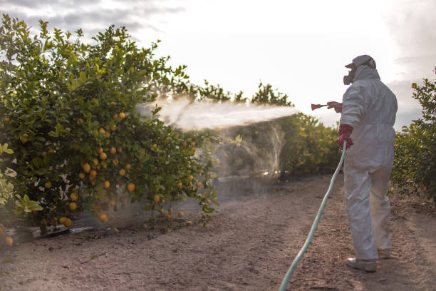 Best Insect Control  in Mead, WA